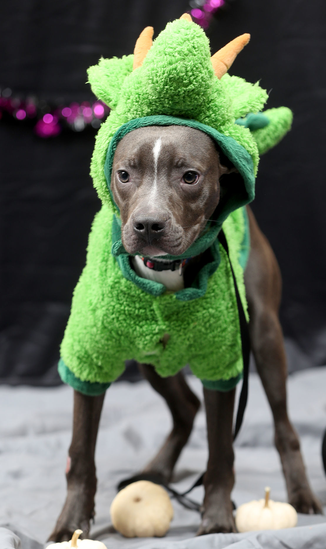 102119bp-dogs-of-halloween-05